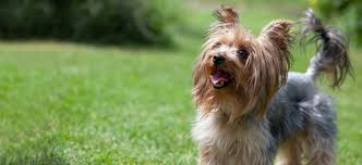 yorkie yorkshire terrier puppies for