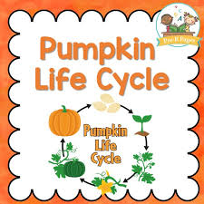 Pumpkin Life Cycle Pre K Pages