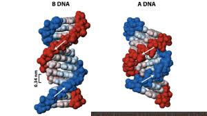 the structure of dna flashcards