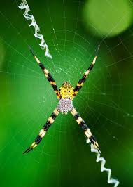 5 types of banana spiders from