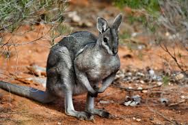 bridled nail tail wallaby the doc s
