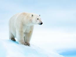 28,564 likes · 21 talking about this. Polar Bear Species Wwf