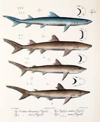 Details About Decoration Poster Home Room Art Interior Design Shark Species Fish Chart 7327