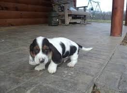 We are basset hound owners first and breeders second. Basset Hound Puppies For Sale Saint Pete Beach Fl 116031