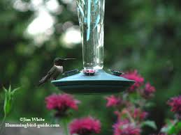 hummingbird nectar recipe how to make