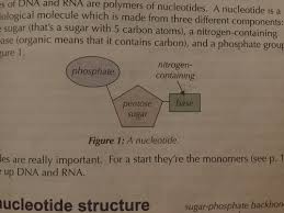 topic 1b more biological molecules