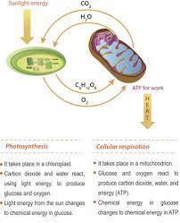 Connecting Cellular Respiration And