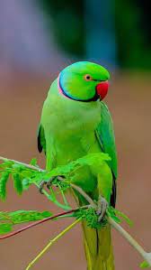 parrot bird parrot bird hd phone