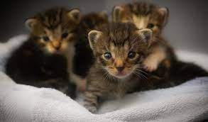 caring for orphaned kittens