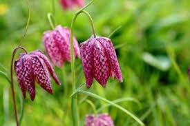 Rhs Top 10 British Native Wildflowers