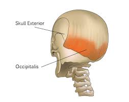 back of neck pain base of skull area