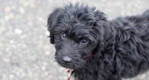 labradoodle puppy costs real breeder