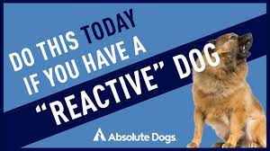 do this today if you own a reactive dog