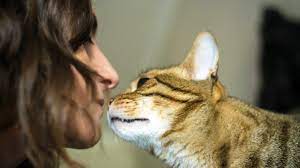 why does my cat sniff my face a pet