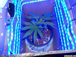 Grows Or Thoughts Of Using Only Led Light Strips 420 Magazine