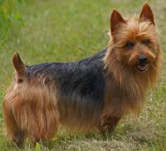 australian terrier dog breed