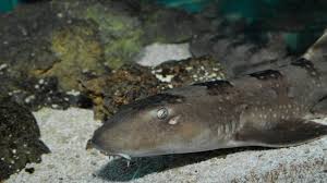 We guarantee that all aquaria species we offer will. Black Banded Cat Shark Shark Chiloscyllium Punctatum Tank Facts