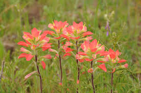 Shop online flowers at send flowers! Spring Flowers In Texas Sage To Meadow