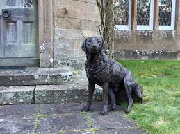 bronze labrador sitting on step