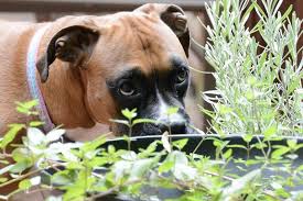 15 Plants Toxic To Dogs With Photos