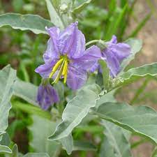 The pale green and yellow reproductive parts in. Solanum Elaeagnifolium Silverleaf Nightshade Purple Nightshade White Horsenettle Tomato Weed Trompillo Southeastern Arizona Wildflowers And Plants