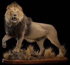 best lion taxidermy south africa get