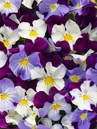 Top Purple Annual Flowers For Your Garden Hgtv