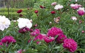 How To Plant Peonies Country Life