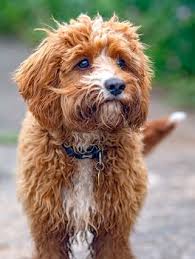 cavapoo dog breed information and