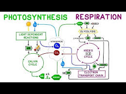 Photosynthesis Vs Cellular Respiration Comparison Youtube