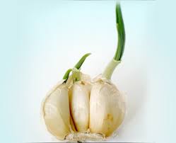 Sprouted Garlic Health Benefits in Hindi -अंकुरित लहसुन फेंकने से पहले जान  लें इसके अनगिनत फायदे
