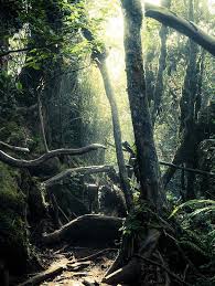 Tropical rainforests and animals inhabiting these forests have been falling victim to the ravenous beast of human development since ages. Tropical Rainforest World Biomes The Wild Classroom