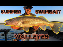 Mid Summer Walleyes With This Swimbait