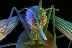 Resultado de imagen de Insectos vistos al microscopio electrónico