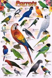 Rigorous Parrot Comparison Chart Parrot Comparison Chart