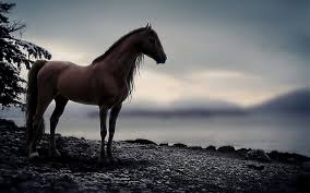 horse wallpaper for computer 74 images