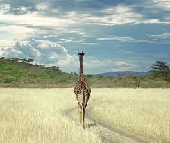 Kind natured and docile african safari animals, no safari is complete without a sighting of giraffes. 5ouvzxqjqbbqm