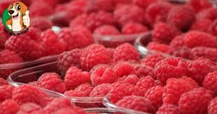 However, it is important to note that this fruit has quite a high sugar content and this is something to which dogs are not accustomed to in their regular diet. Can Dogs Eat Raspberries