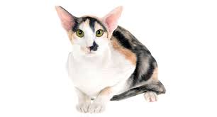 Keep reading to find out more. What Are The Best Hypoallergenic Cat Breeds For People With Allergies Petfinder