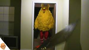 I work here with my old man and my son, 'big hoss.' Big Bird Visits The Red House Big Bird Kicks Down Door Meme Origin Youtube