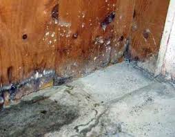 basement mold remediation