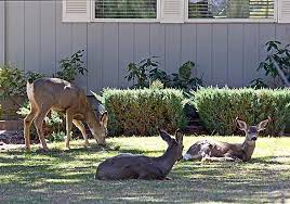 15 Solutions To Keep Deer Off Your Property