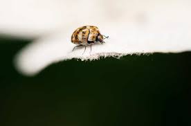 do carpet beetles live in beds how to