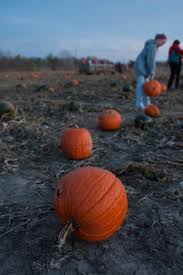 pumpkin pollution is a problem here s