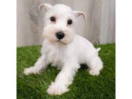 miniature schnauzer dog female white