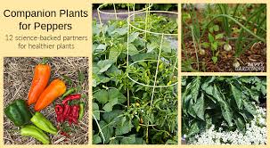 companion plants for peppers 12