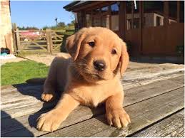 Pups are $2200, with a non…. Red Golden Retriever Puppies For Sale Near Me