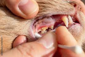 inflamed gums and teeth covered with