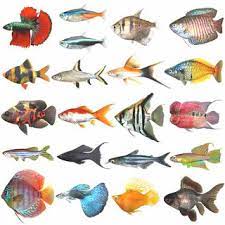 5 jenis ikan kakap budidaya dan gambarnya. Jenis Ikan Hias Air Tawar Untuk Akuarium
