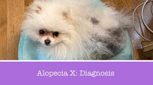 diagnosing alopecia x in pomeranians
